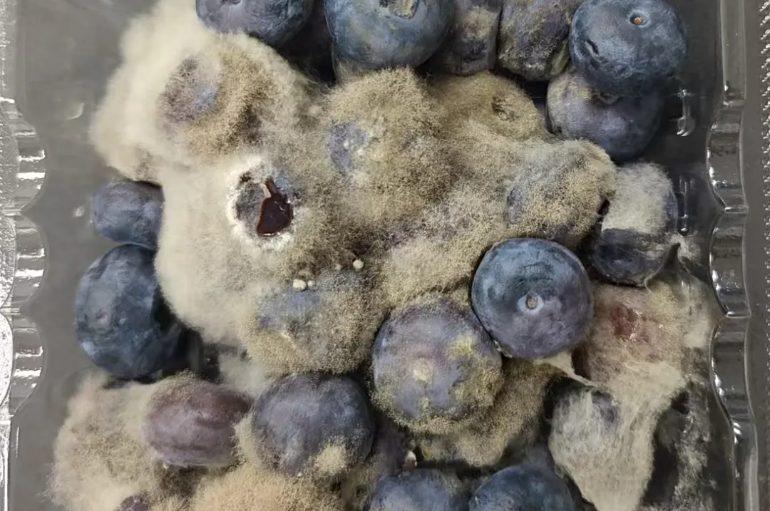 应用案例｜揭秘霉菌的纳米宇宙