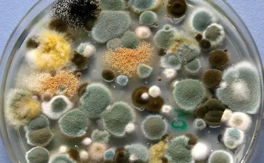 应用案例｜揭秘霉菌的纳米宇宙